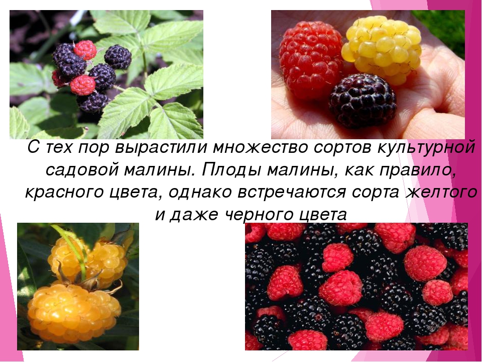 Как называется ягода, похожая на малину: популярные сорта, их описание и особенности