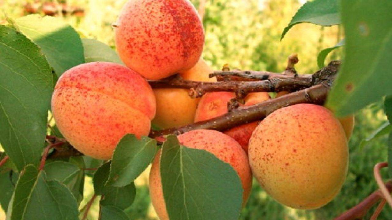 Описание 11 лучших сортов абрикоса для выращивания в сибири, тонкости посадки и ухода