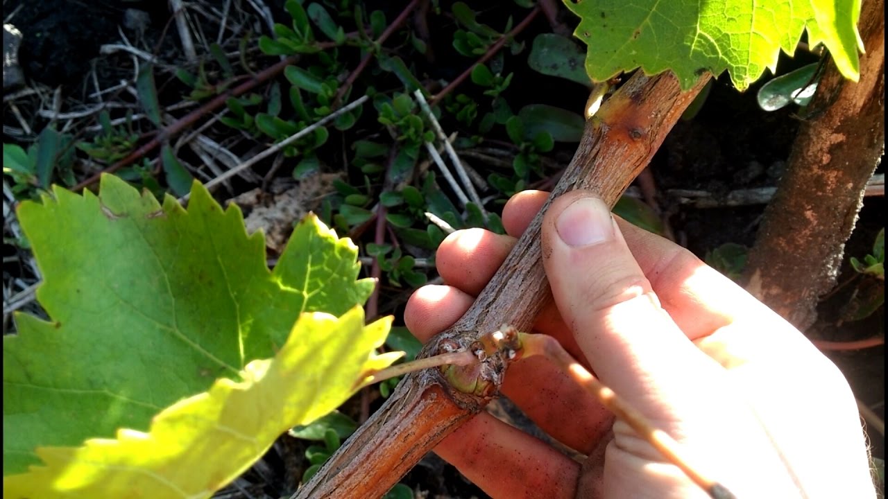 Как перезимовал виноград, проводим весенний анализ состояния лозы