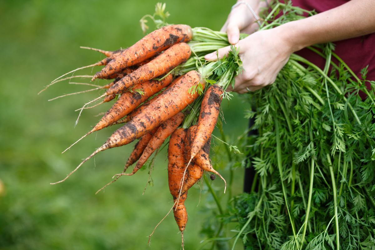 Как растет морковь фото для детей