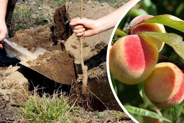 Как вырастить персик в средней полосе