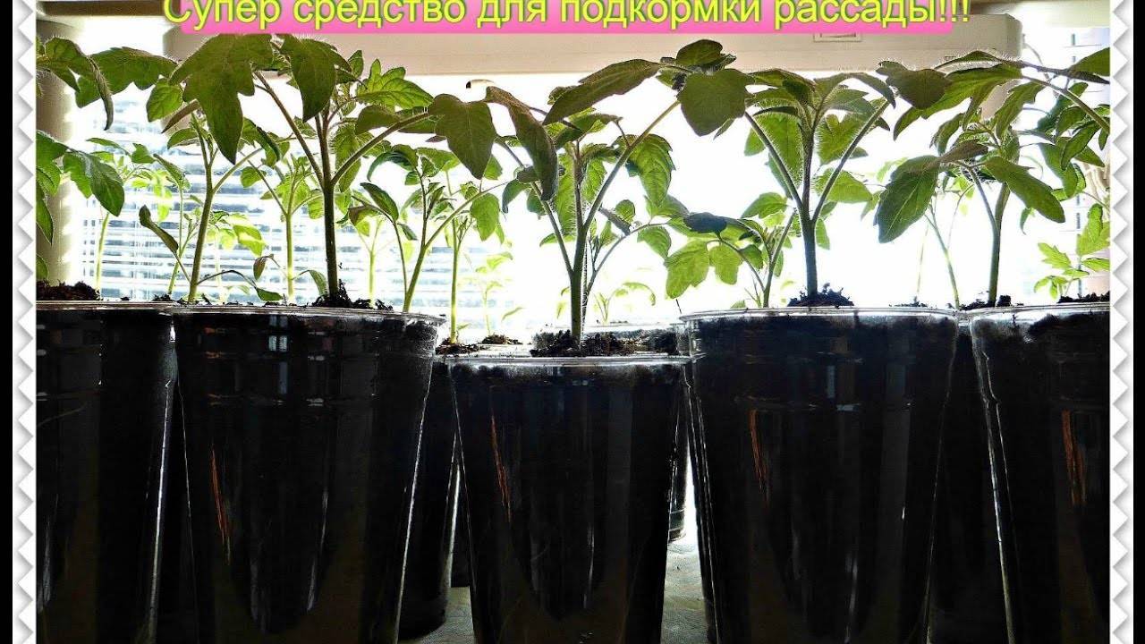 Подкормка рассады томатов перекисью водорода: как поливать, опрыскивание