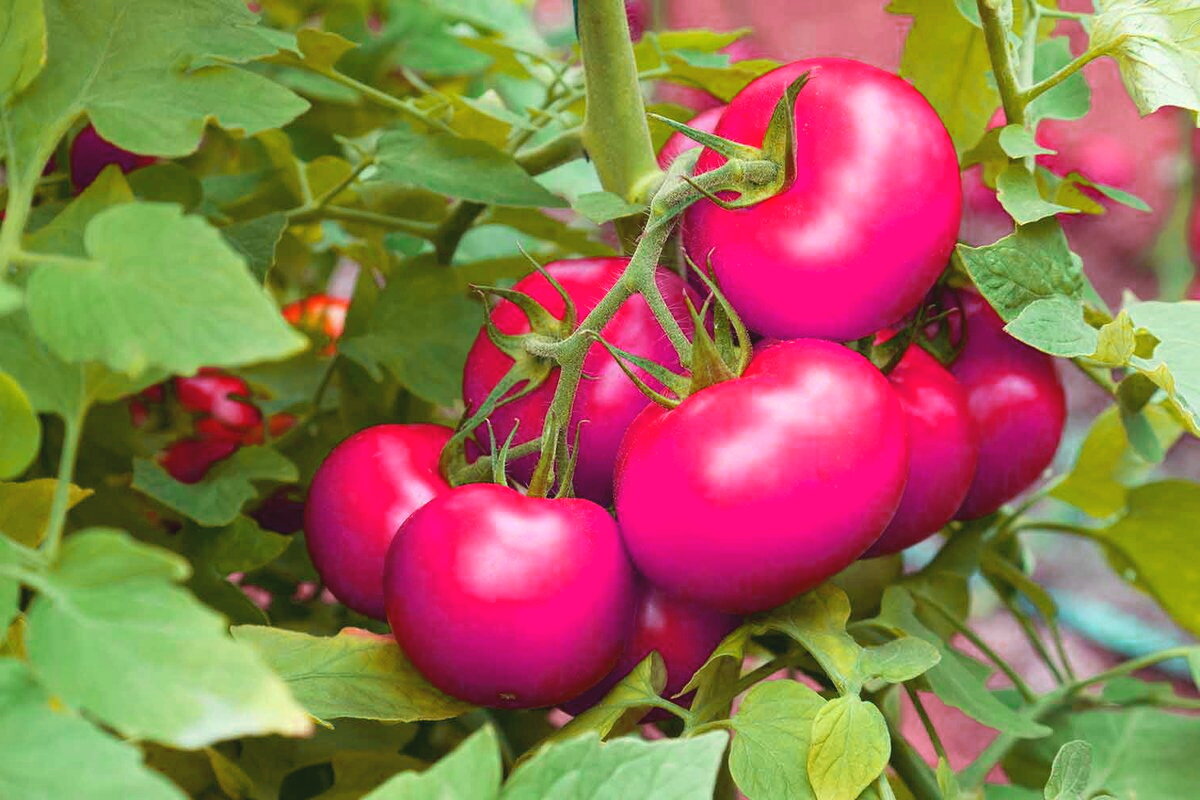 Самые урожайные сорта томатов - 30 лучших для открытого грунта с описанием и фото, крупные, ранние, для подмосковья, отзывы огородников