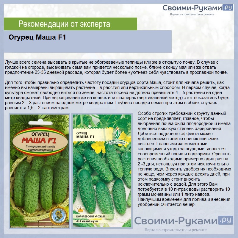Правила и особенности выращивания огурцов в ленинградской области