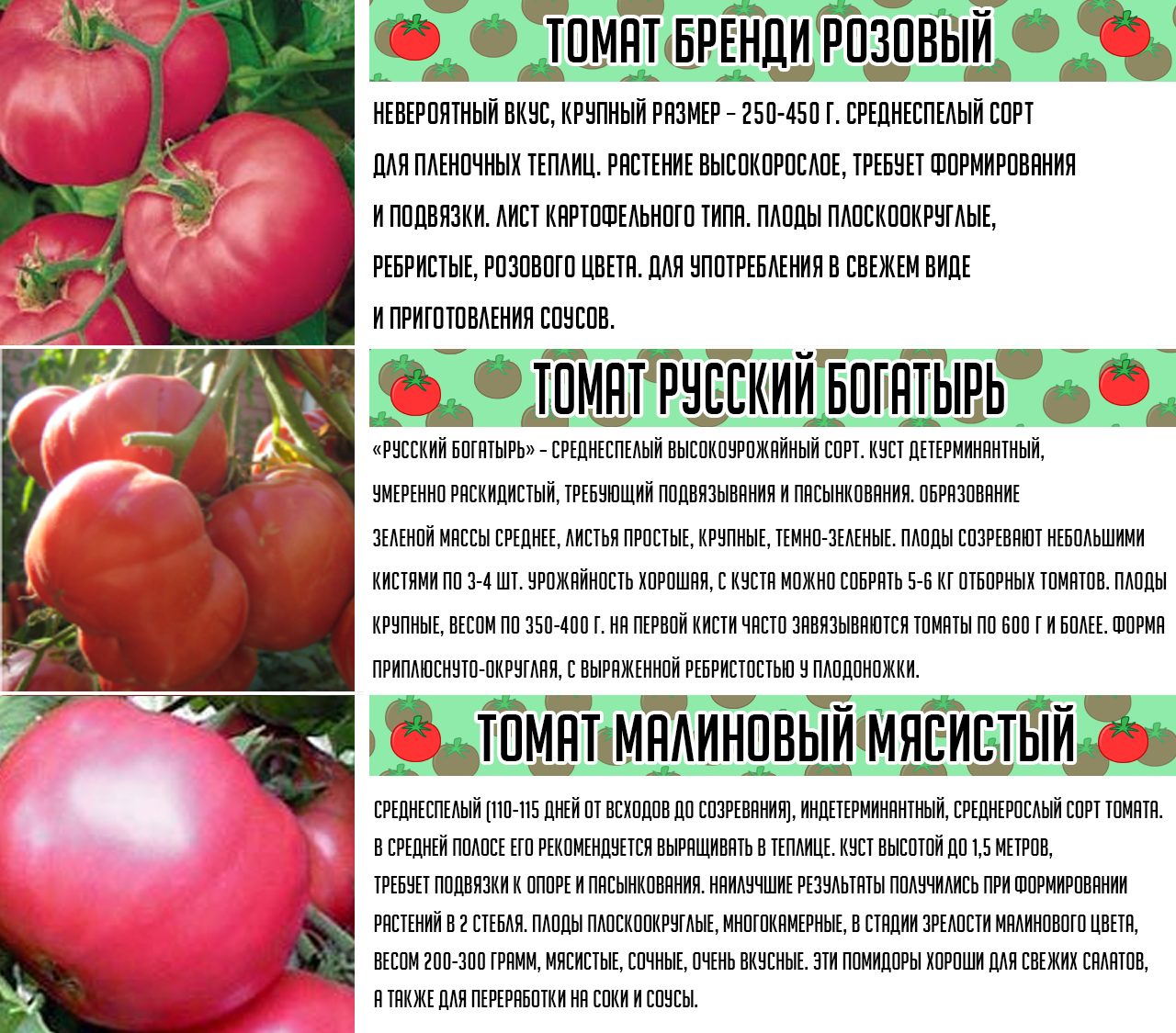 Сорт помидор "безрассадный": описание томатов, особенности ухода за почвой, полив, рассада, урожайность, характеристика плодов и подверженность вредителям русский фермер