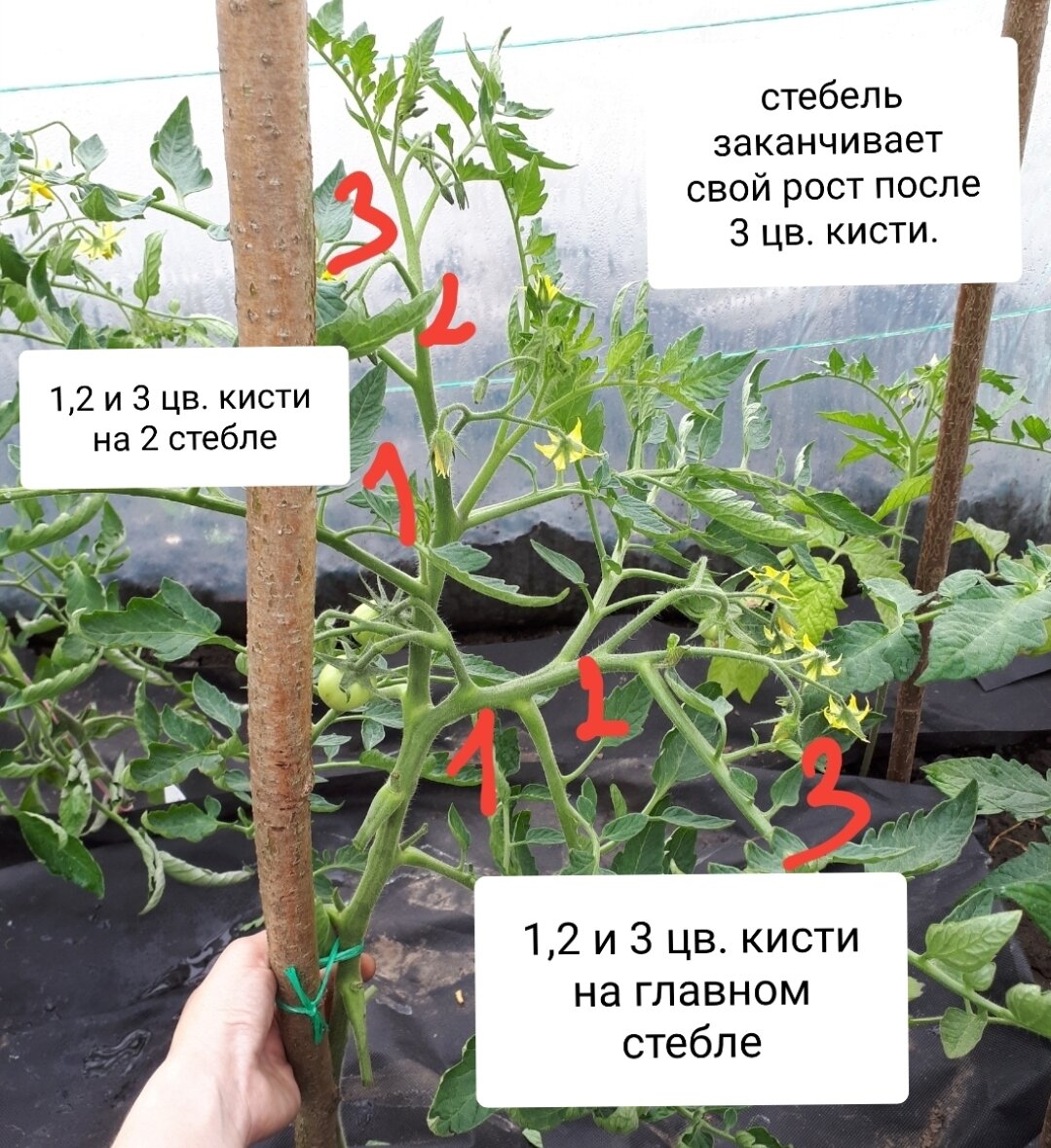 Правильное пасынкование томатов в теплице