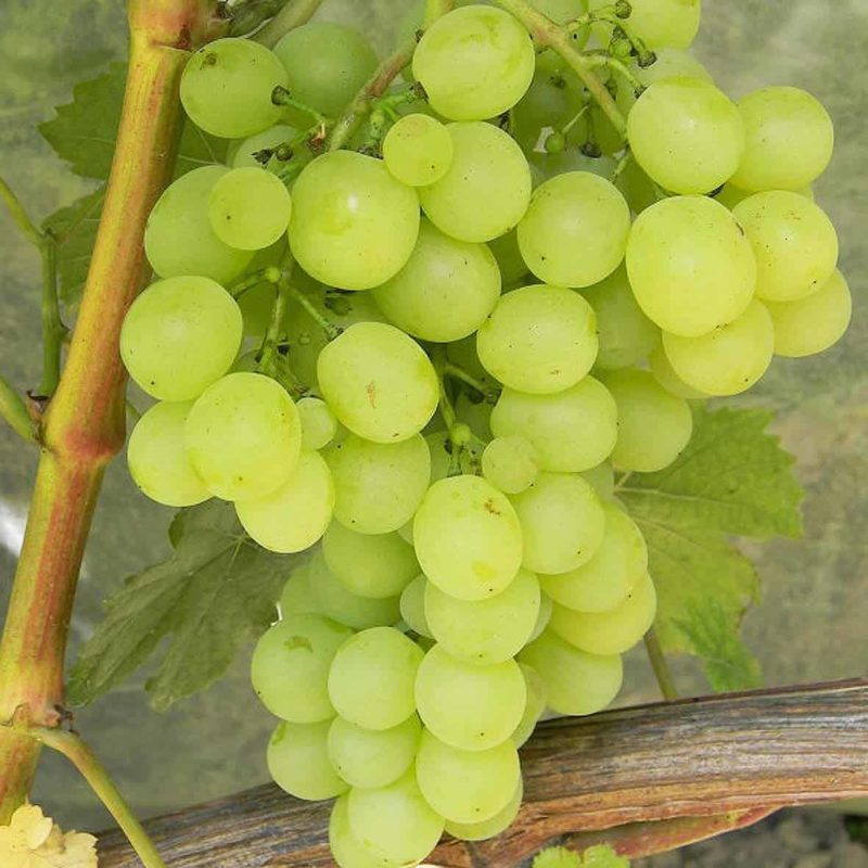 Описание 30 сортов и видов винограда Мускат, посадка, выращивание и уход