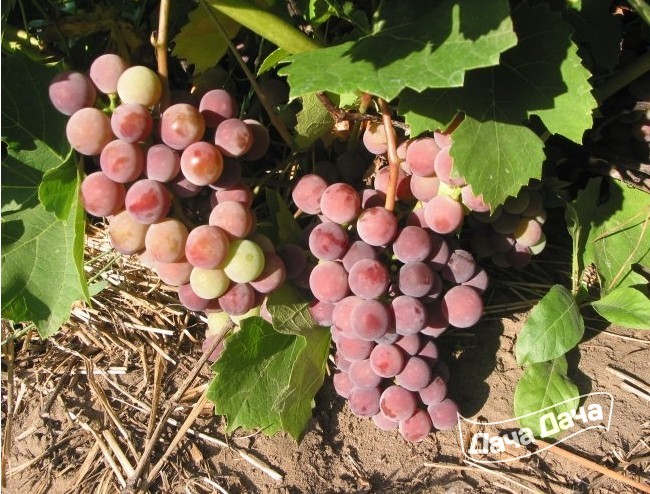 Виноград платовский: описание раннего сорта и особенности выращивания