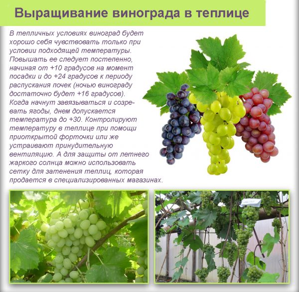 Виноград сенатор: описание и особенности сорта, посадка и уход, советы садоводов