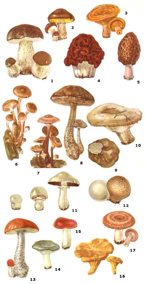 Съедобные грибы ставропольского края фото и названия