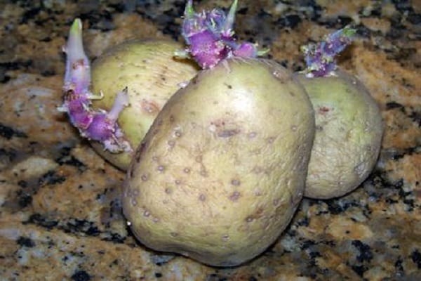 Картофель "синеглазка": описание сорта, фото и характеристики корнеплода картошки русский фермер