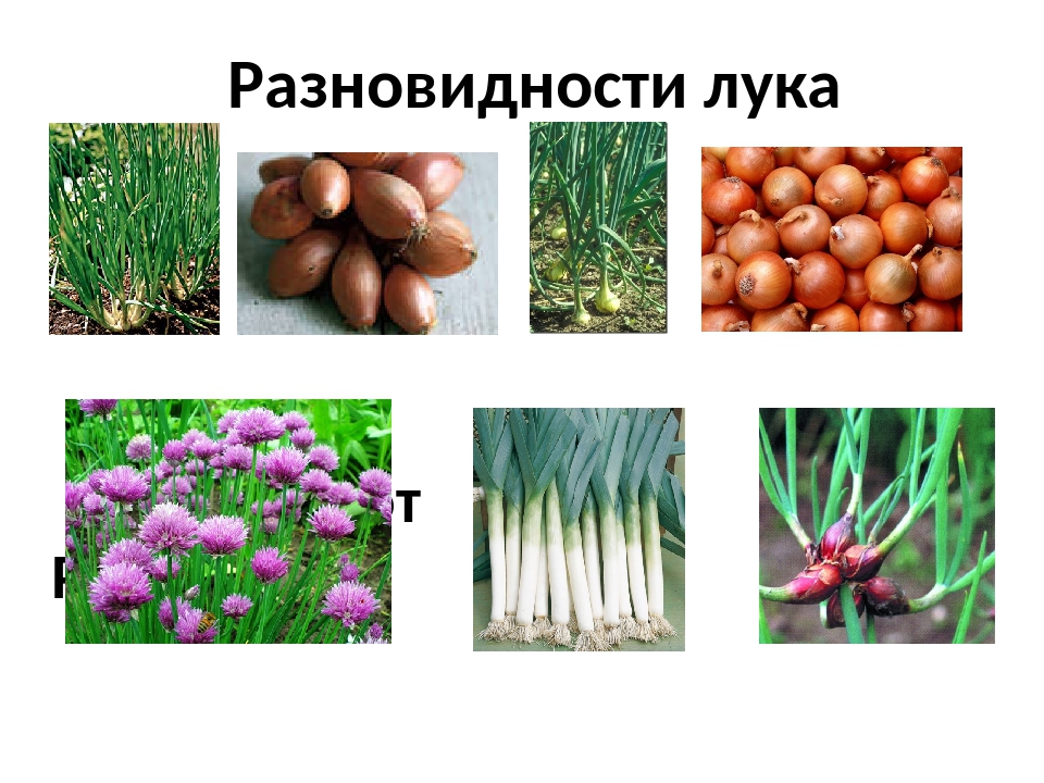 Лук-шалот: фото, описание, выращивание и уход, отличие от репчатого, применение в кулинарии - sadovnikam.ru