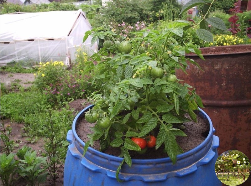 Как вырастить томатное дерево в бочке - самое полезное