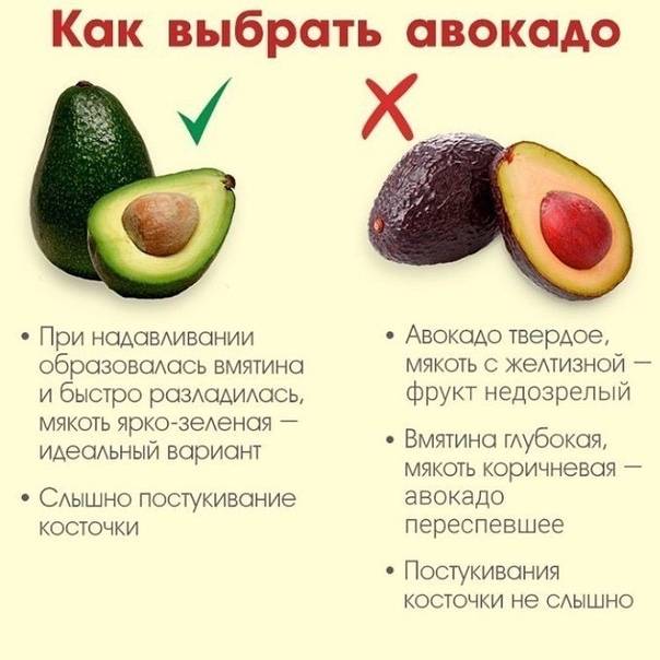 Авокадо: полезные свойства и вред для организма, калорийность, бжу