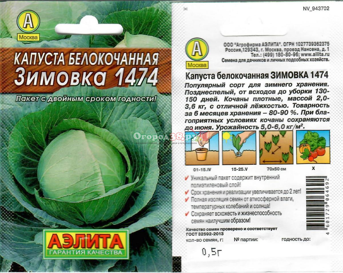 ✅ о капусте зимовка: описание и характеристика сорта, выращивание и уход - tehnomir32.ru