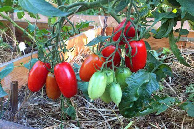 Описание лучших сортов авторских томатов Любови Мязиной, выращивание