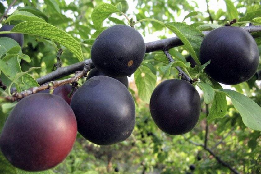 Сорт абрикоса черный принц: описание с фото, посадка, опылители