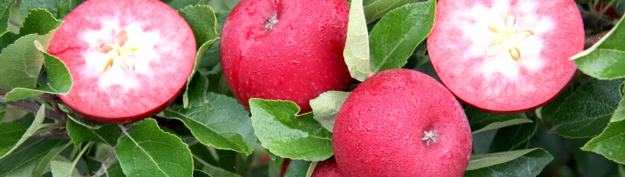 Описание сорта яблони маньчжурская: фото яблок, важные характеристики, урожайность с дерева