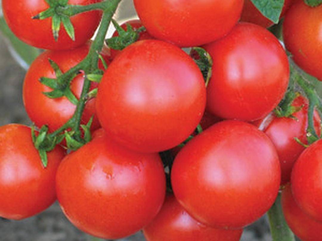 Выращивание помидор безрассадным методом