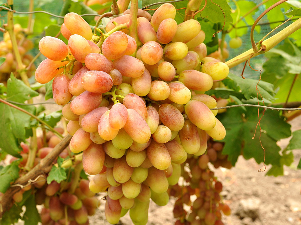 Описание сорта винограда юбилей новочеркасска: фото, видео и отзывы | vinograd-loza