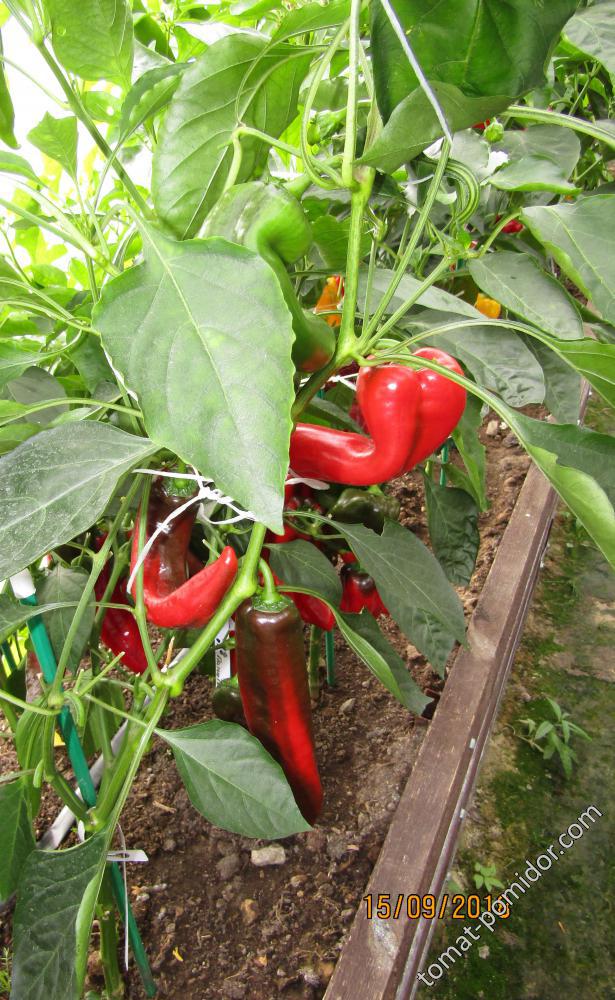 Перец рамиро: описание сорта, отзывы, фото и урожайность