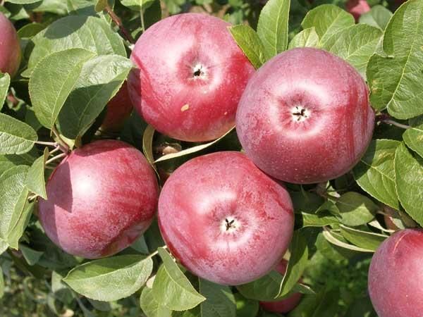 Яблоки макинтош: описание сорта, фото, отзывы