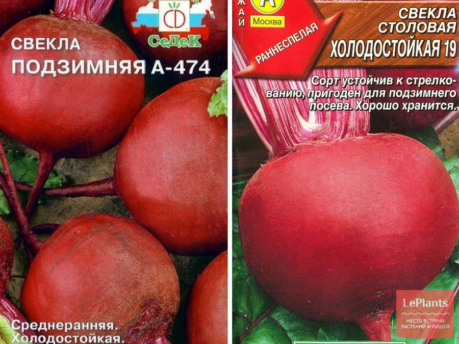 Особенности выращивания кормовой свеклы лада. уход, сбор урожая, болезни и вредители