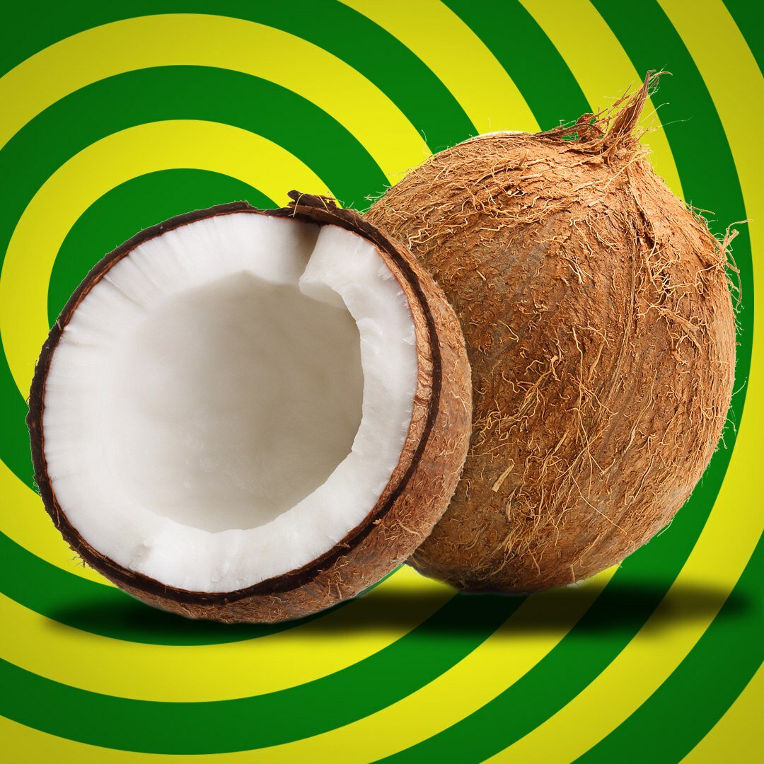 Настоящие кокосовые пальмы — одни из самых капризных. уход в домашних условиях. фото — ботаничка.ru