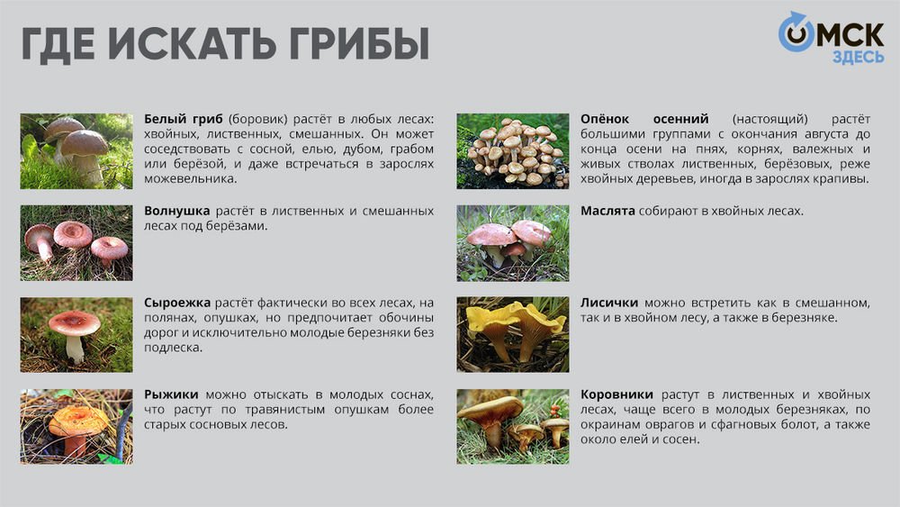Самые грибные места: по всей россии, волгоградской области на карте, фото, видео