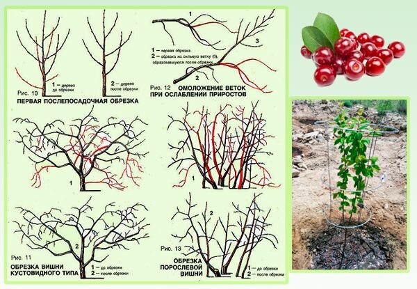 Американская вишня бессея – декоративная вишня, произрастающая в прериях