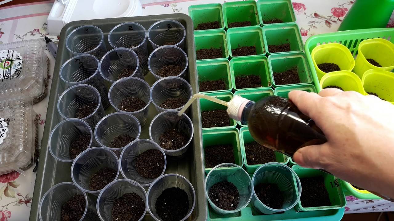 Китайский способ выращивания рассады томатов: технология метода с видео