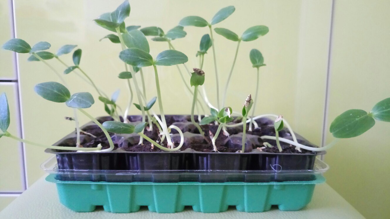 Рассада огурцов вытянулась: что делать с переросшими растениями, как посадить |