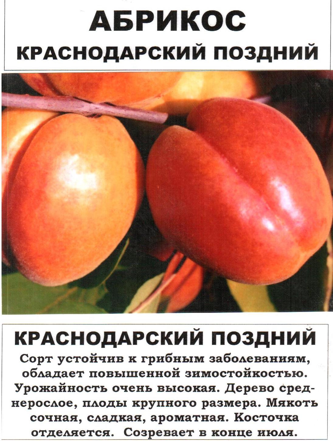 Абрикос саратовский рубин — описание сорта и отзывы с фото