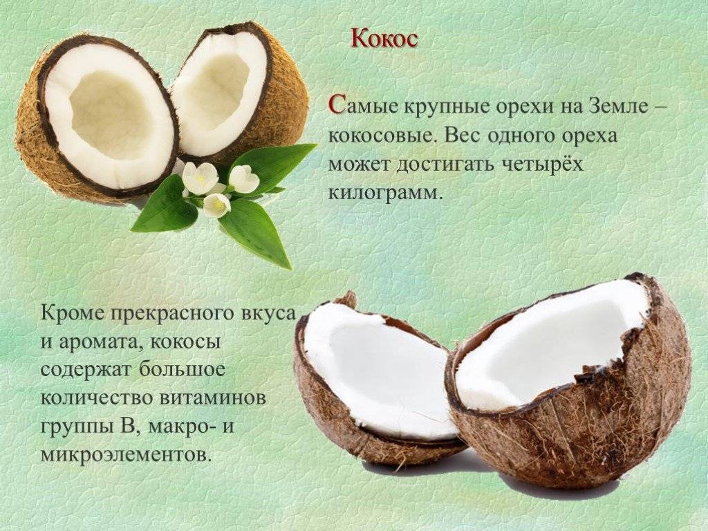 Чем полезен кокос: полезные свойства, калорийность и вред экзота