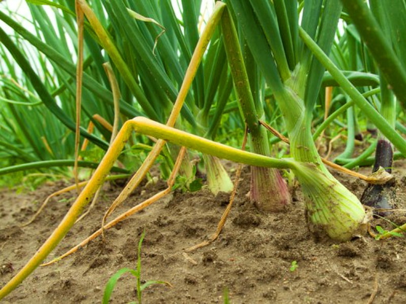 Почему гниет лук в огороде и при хранении и как избежать этой проблемы