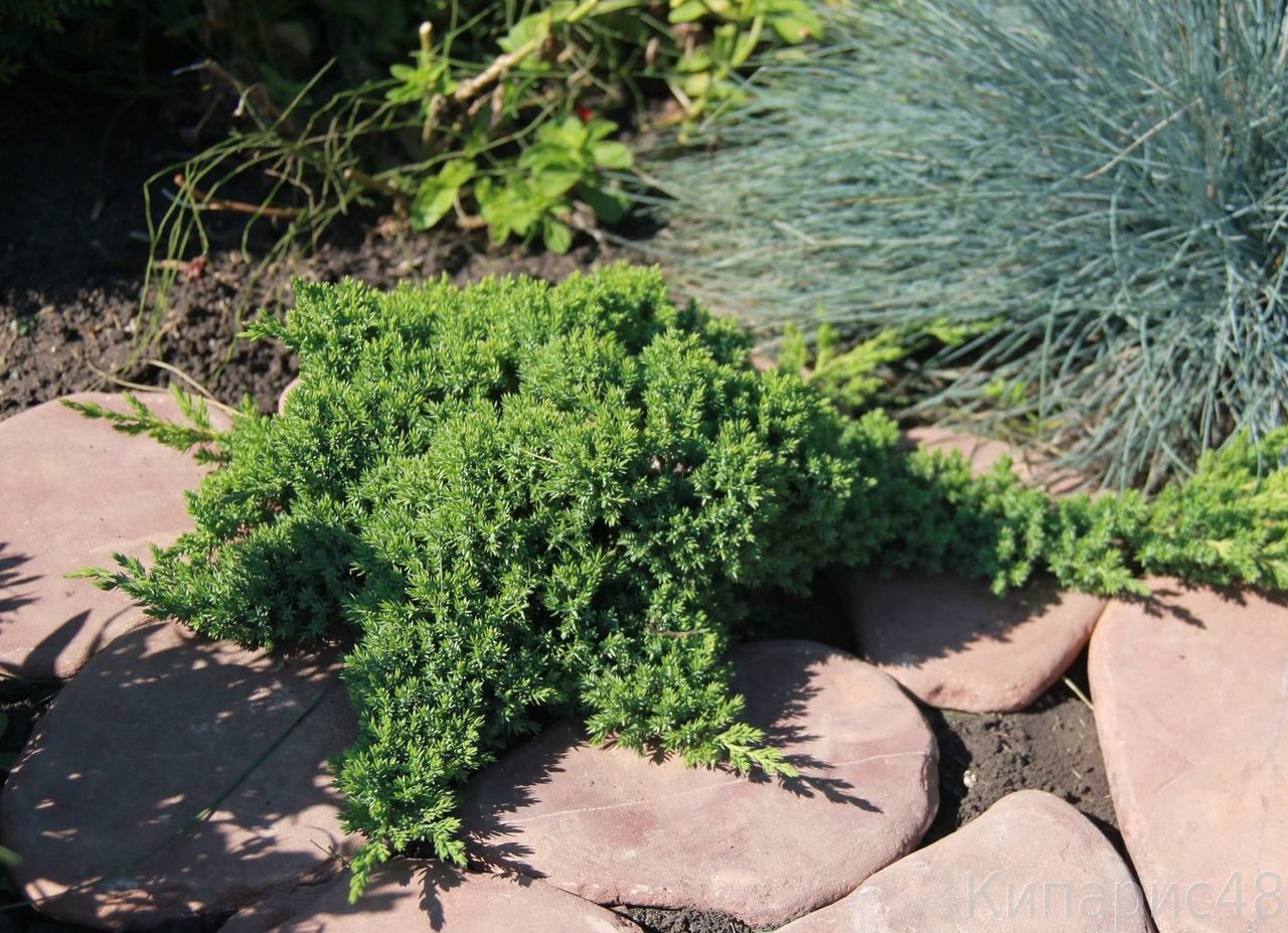 Можжевельник procumbens Nana