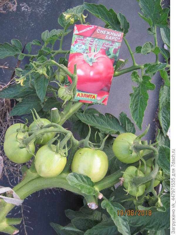 Характеристика сорта томата снежный барс, его урожайность - всё про сады