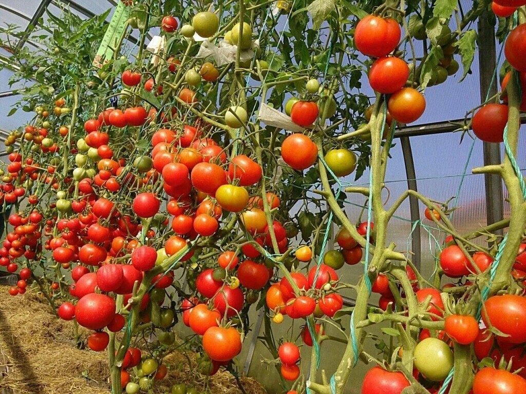 Какие томаты посадить в теплице в подмосковье в 2021 году: лучшие сорта