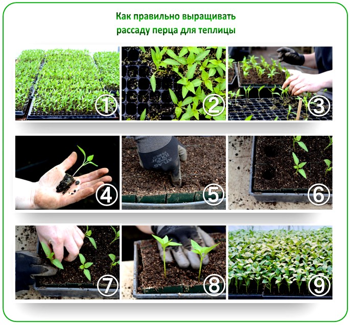 Технология выращивания и ухода за болгарским перцем в грунте
