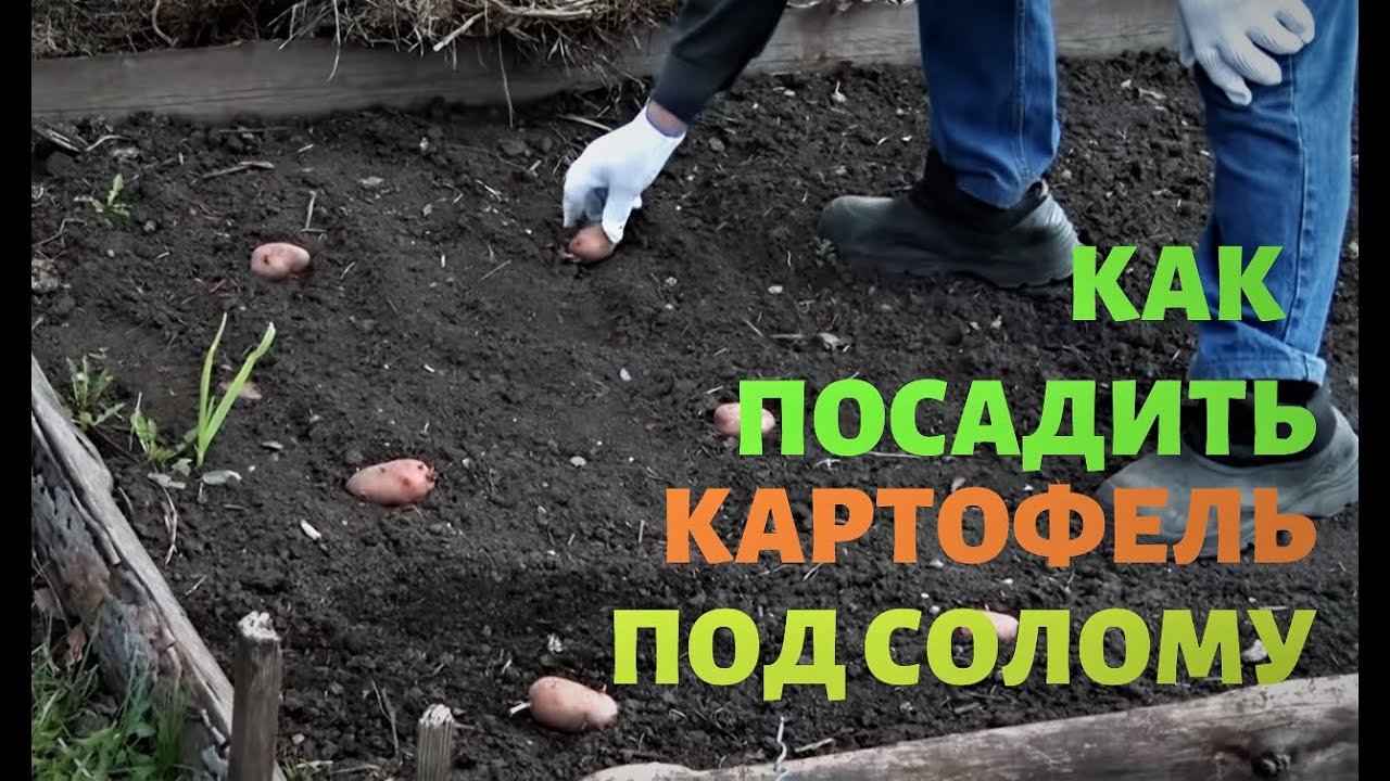 В какие дни апреля можно сажать картошку. Посадка картошки под солому. Посадка картофеля по Митлайдеру. Как сажают в соломе картофель. Посадка картошки по Митлайдеру видео.