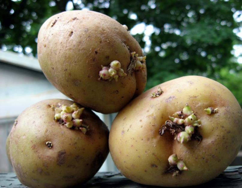 Причины, почему не цветет картофель, и что нужно делать, чтобы был хороший урожай