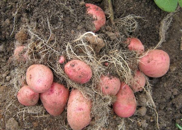 Картофель красавчик – описание сорта, фото, отзывы