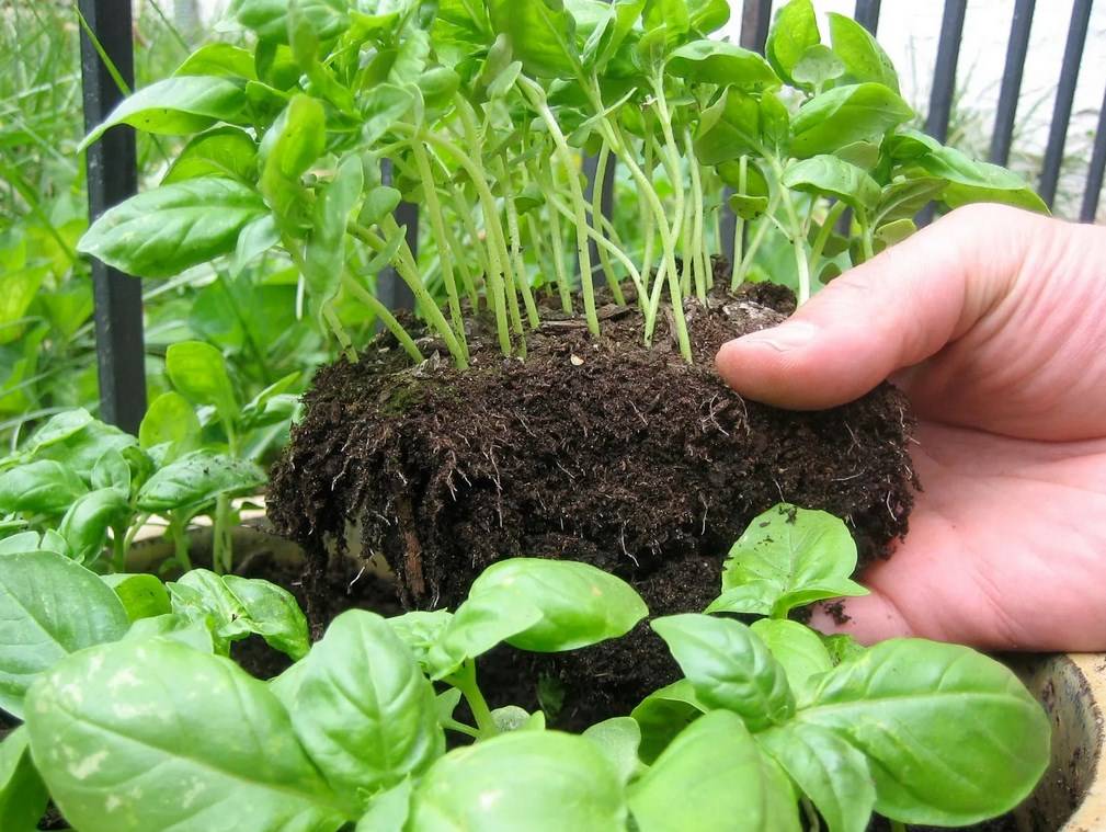 Посадить базилик в домашних условиях из семян: как выбрать сорт, подготовить почву и горшок, когда переместить молодые растения в новую тару и как за ними ухаживать? русский фермер