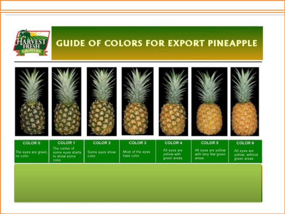 Как выбрать спелый ананас в магазине? — лучшие методы - правильно выбрать - все начинается с выбора.