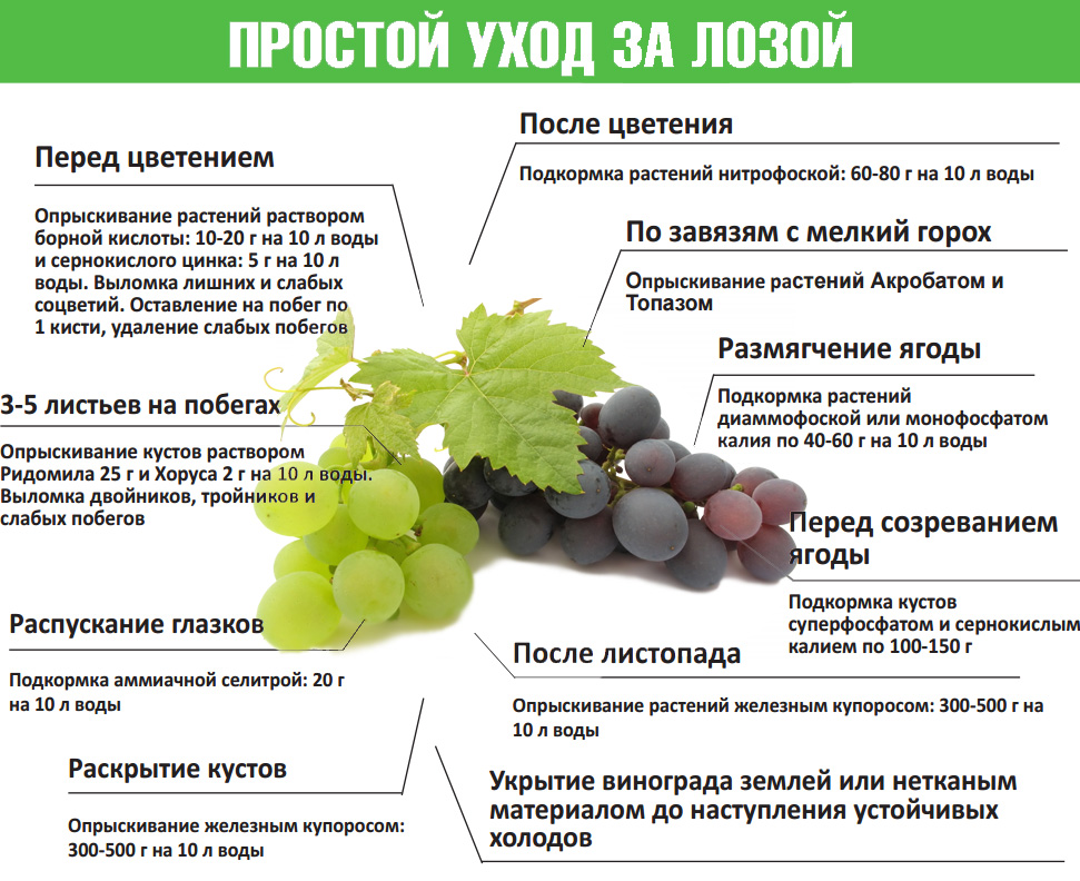 Виноград красотка: описание сорта, фото, все о выращивании