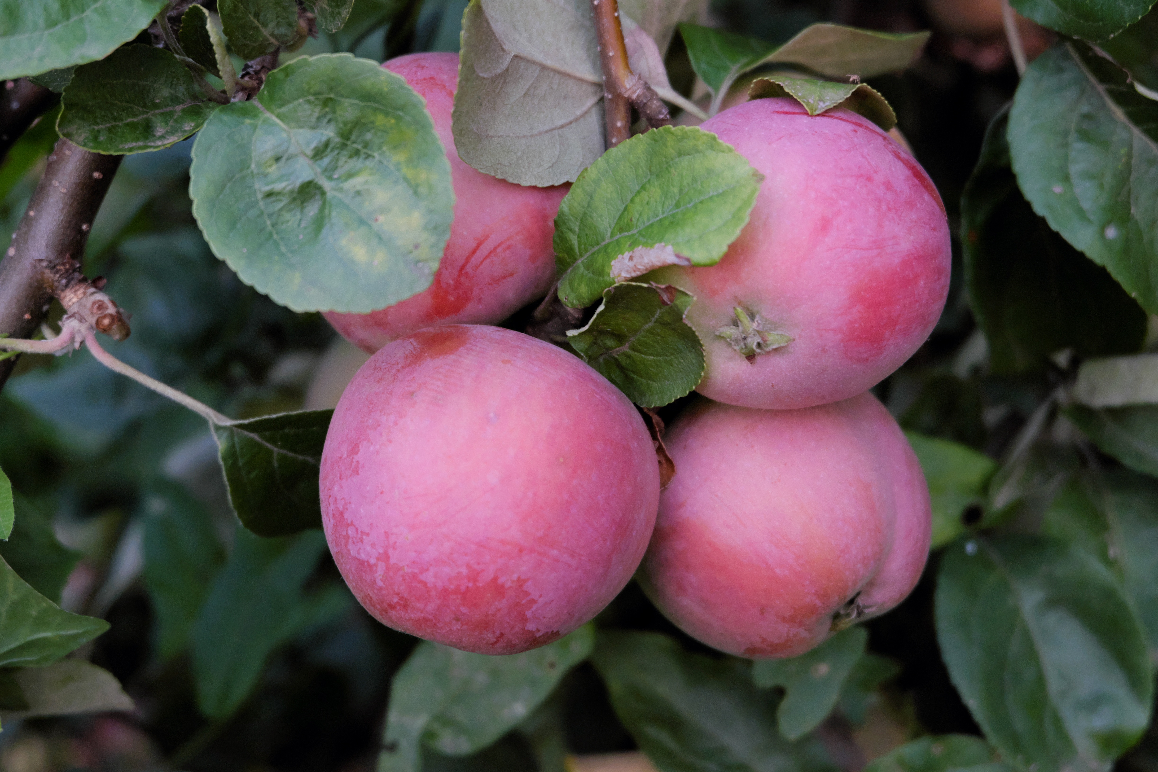 Сорт яблони пинк перл фото и описание сорта