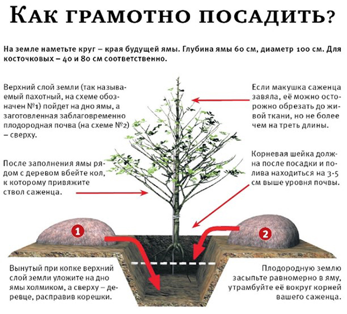 ✅ что делать, если на черешне не распускаются (сохнут, вянут) листья, - tehnomir32.ru