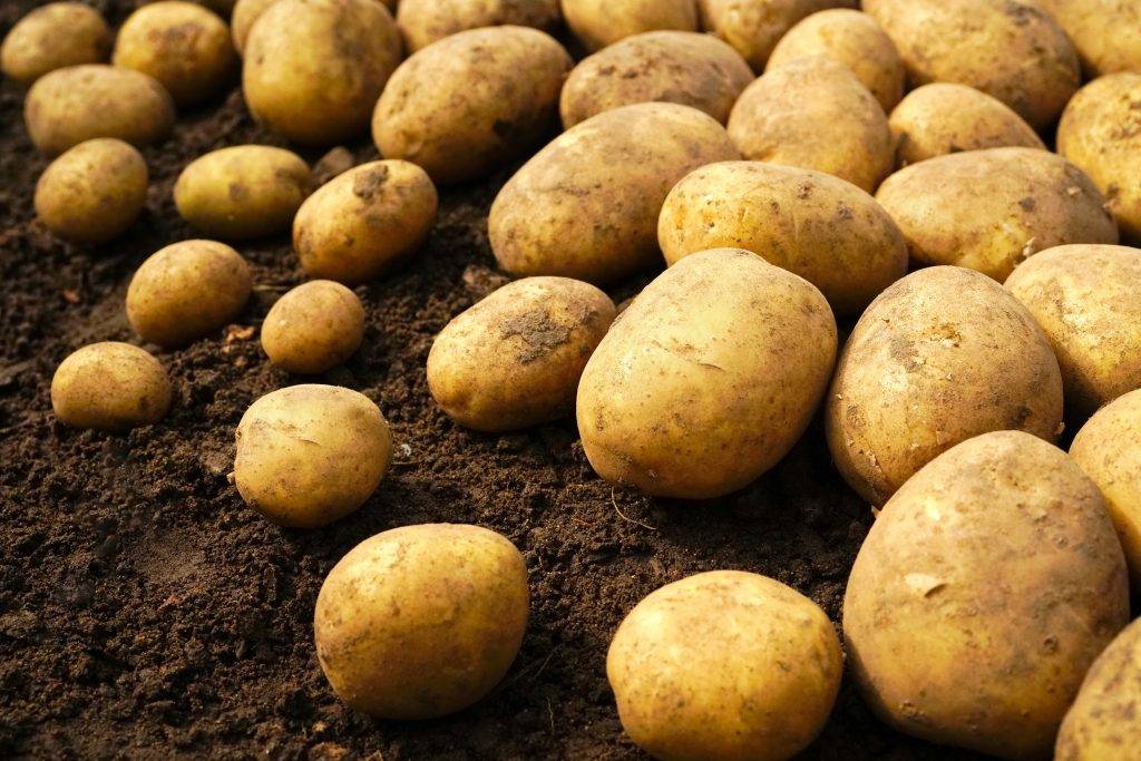 Описание и характеристики картофеля сорта Ирбитский, посадка и уход
