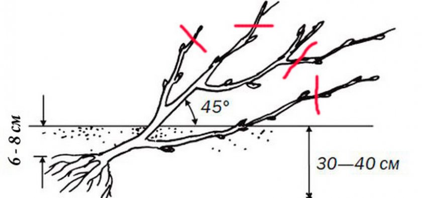 Схема посадки крыжовника
