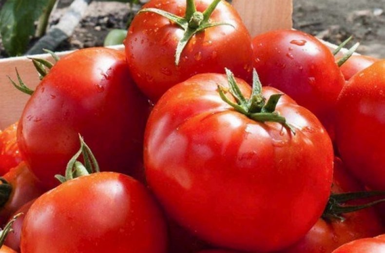 Описание сорта томата перун f1, особенности выращивание и уход – дачные дела